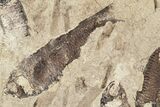 Fossil Fish (Gosiutichthys) Mortality Plate - Lake Gosiute #87808-1